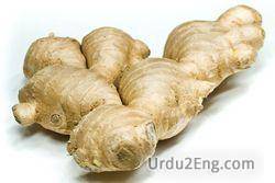 ginger Urdu Meaning