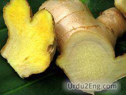 ginger Urdu Meaning