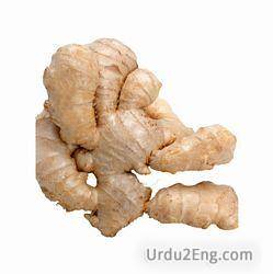 ginger Urdu Meaning