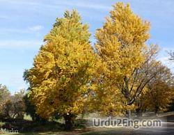 ginkgo Urdu Meaning