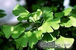 ginkgo Urdu Meaning