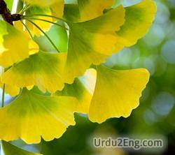 ginkgo Urdu Meaning