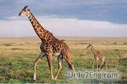 giraffe Urdu Meaning