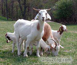 goat Urdu Meaning