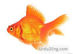 goldfish Urdu Meaning