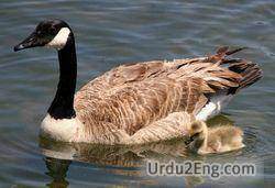 goose Urdu Meaning