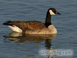 goose Urdu Meaning