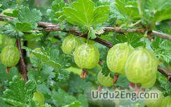 gooseberry Urdu Meaning