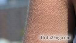 gooseflesh Urdu Meaning