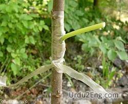 graft Urdu Meaning