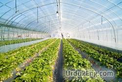 greenhouse Urdu Meaning