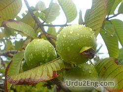 guava Urdu Meaning