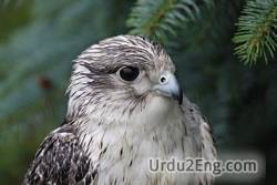 gyrfalcon Urdu Meaning