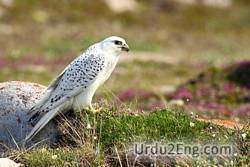 gyrfalcon Urdu Meaning