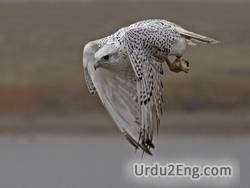gyrfalcon Urdu Meaning