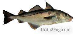 haddock Urdu Meaning