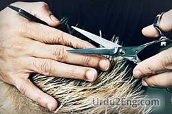 haircut Urdu Meaning