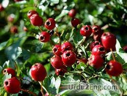 haw Urdu Meaning