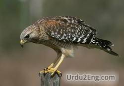 hawk Urdu Meaning