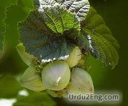 hazel Urdu Meaning