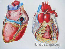 heart Urdu Meaning