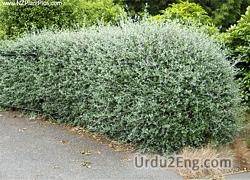 hedge Urdu Meaning