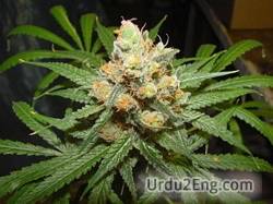 hemp Urdu Meaning