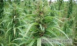 hemp Urdu Meaning