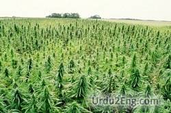 hemp Urdu Meaning