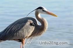 heron Urdu Meaning