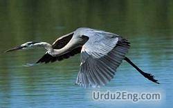 heron Urdu Meaning