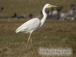 heron Urdu Meaning