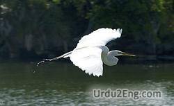 heron Urdu Meaning