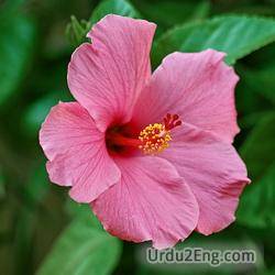 hibiscus Urdu Meaning
