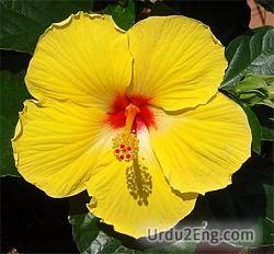 hibiscus Urdu Meaning