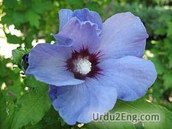 hibiscus Urdu Meaning