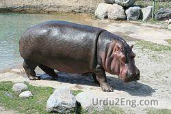 hippopotamus Urdu Meaning
