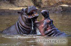 hippopotamus Urdu Meaning