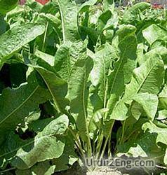horseradish Urdu Meaning