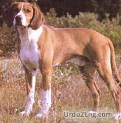 hound Urdu Meaning