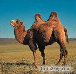 hump Urdu Meaning