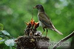 hunger Urdu Meaning