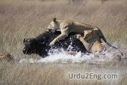 hunt Urdu Meaning