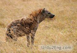 hyena Urdu Meaning