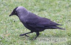 jackdaw Urdu Meaning