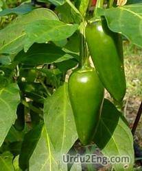 jalapeno Urdu Meaning