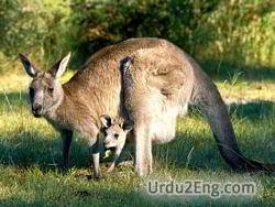 kangaroo Urdu Meaning