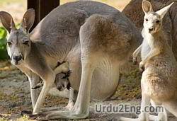 kangaroo Urdu Meaning
