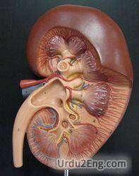 kidney Urdu Meaning