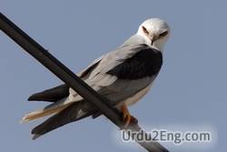 kite Urdu Meaning